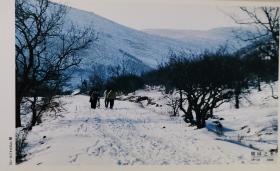 牡丹邮资片、山东枣庄峄城石榴园、石榴树、雪、自行车、雪地、冠世榴园