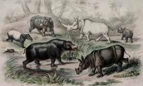 1866版《地球的自然史：动物图谱》—河马/系列彩色雕版画/手工上色/25x16.5cm