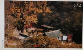 牡丹邮资明信片、寺庙、山东枣庄峄城、青檀寺、银杏树、千年银杏、中药