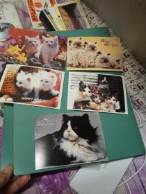 猫迷画片5张明信片1张