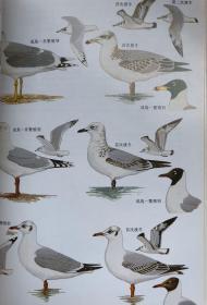 香港及华南鸟类