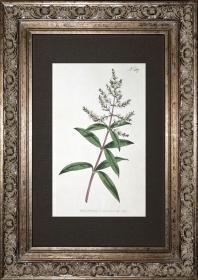 1797年稀有欧洲铜版画挂画装饰柯蒂斯植物367号-马鞭草-手绘图谱