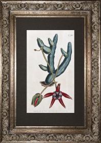 1804年精美欧洲铜版画-柯蒂斯植物793号-五角星花，稀有图谱