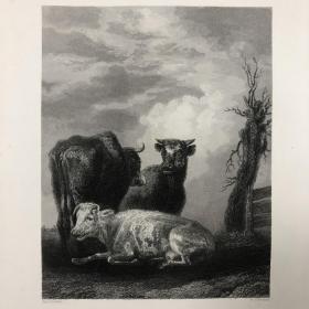 1836年初版「小牛」 Paul Potter绘 W. Chevalier刻 欧洲绘画大师经典名作 尺寸27.5*20.5厘米 / GLYPCT07