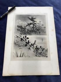 1880年大幅单色调日本装饰类石版画《蜻蜓花卉图》—比利时裔法国画家古斯塔夫·弗雷蓬(Gustave Fraipont, 1849 - 1923年)作品 中国裱贴法 40.2厘米*28.2厘米