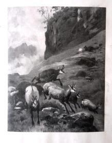 珂罗版版画《山谷中奔跑的羚羊》（Antelope running in the valley）  -- 后附纸尺寸32*25厘米，版画纸张尺寸23*18厘米