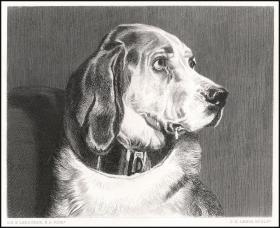 1879年钢版画《奥丁犬》，31.3×23.2cm