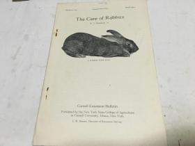 英文原版the care of rabbits 照顾兔子 1934年盖南京大学钢印戳 内柜3  2层