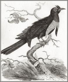 【天堂鸟之一】1811年铜版画《华美极乐鸟》，22.5×13cm