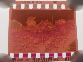 1995年老底片：甘肃天水伏羲庙1995年公祭伏羲典礼公园树林