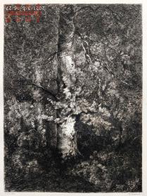 【大英博物馆藏画】1877年法国艺术蚀刻铜版画《树干》—法国画家“Narcisse Diaz de la Peña, 1807-1876”作品 Théophile Chauvel 雕刻 法国ARCHES版画专用水印纸 43x30cm 大英博物馆收藏编号：1878,0511.283（官网可查）雕刻版画 原版版画 古董版画 老版画 欧洲版画 西洋版画 收藏装饰