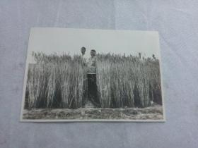 中苏友好文献   同一来源之五、六十年代中国留苏学生影集之中苏农业方面教育与合作照片之040 背面有张贴痕迹