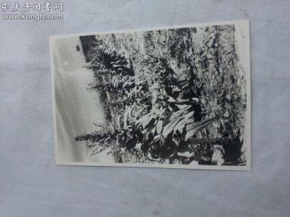 中苏友好文献   同一来源之五、六十年代中国留苏学生影集之中苏农业方面教育与合作照片之038 背面有张贴痕迹